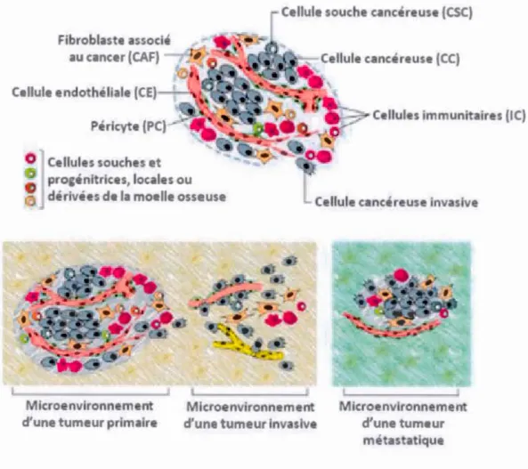 Figure 1.3  Les cellules du  microenvironnement tumoral. 