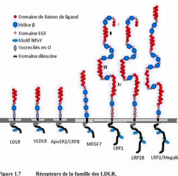 Figure  1.7  Récepteurs de la famille des  LDLR. 