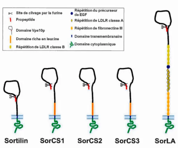 Figure  1.10  Structure  des  récepteurs  à  domaine  Vps10p. 