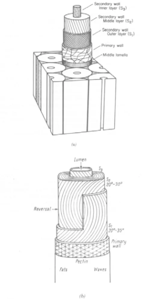 Figure 0.4: Structure of (a) wood and (b)  cotton fibers showing microfibril  orientations and relative size of different 