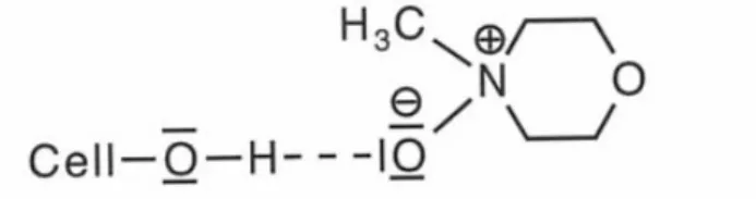 Figure 0.2: Hydrogen bond complex formation due to the interaction   between NMMO and cellulose [KLEM98] 