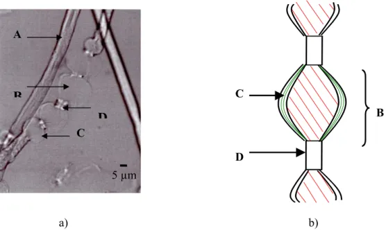 Figure 4. a) native cellulose swollen fibres (Borregaard fibre in NMMO – water at 23.5%,  optical microscopy in transmitted light)