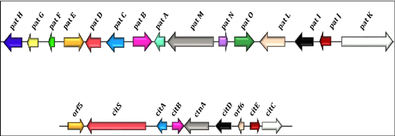 Figure 6 Gene clusters of the patulin biosynthesis pathway (the first at the top) (15 genes, 40 kb 