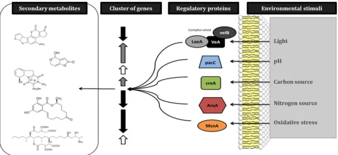 Figure 7 Global regulatory proteins involved in the regulation of gene clusters involved in the 