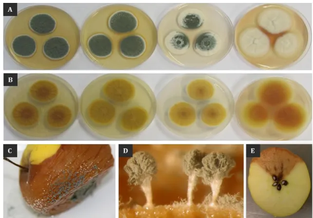 Figure  10  Macroscopic  observations  of  Penicillium  expansum  and  its  rot.  A:  Colonies  of  