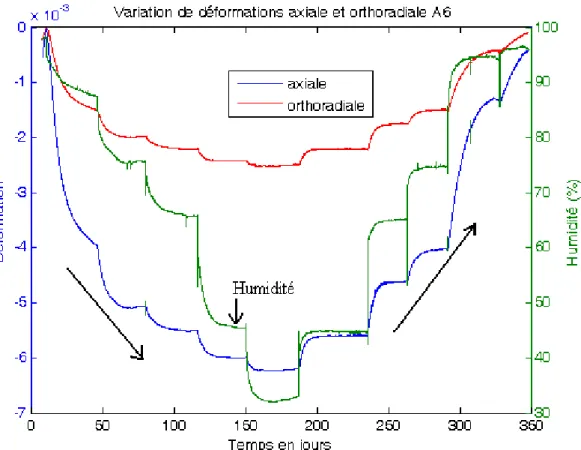 Figure 3-3b : Variation des déformations hydriques de l’éprouvette A6 en fonction du temps