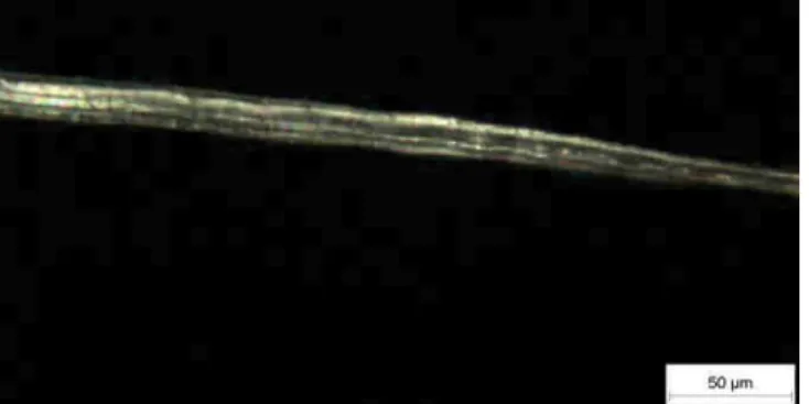 Fig. 2: Vue au microscope optique de la section d’une fibre individuelle 