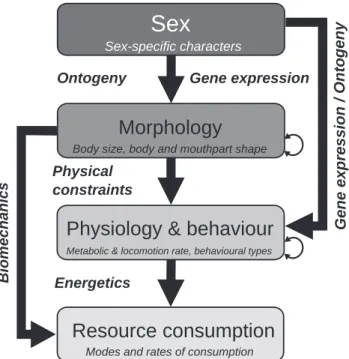 Figure 1. Hierarchical framework for organising the phenotypic  traits controlling resource consumption