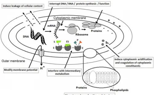 Figure 2. Diﬀerent sites of action of antimicrobial polyphenols at the cellular level.