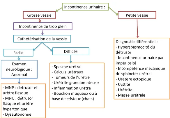 Figure 7 : Les différentes causes d’incontinence urinaire (schéma réalisé à partir Ettinger et al