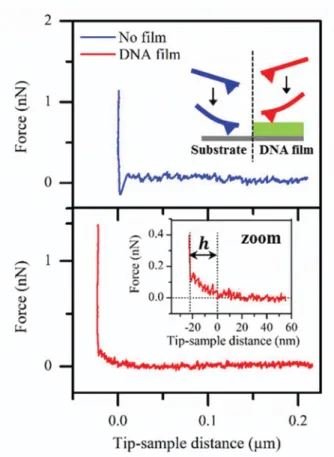 Figure 2. Examples of force-distance curves on an uncovered area (top graph) and a DNA film, where  the region of interest is zoomed (inset bottom frame)