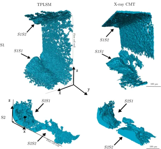 Fig. 8. Three-dimensional visualizations of the analysed samples showing corresponding biofilm formation on the flow cell wall