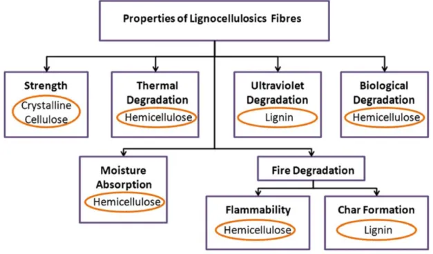 Figure I-XXVI Cell wall polymers responsible for the properties of lignocellulosics fibres [1]