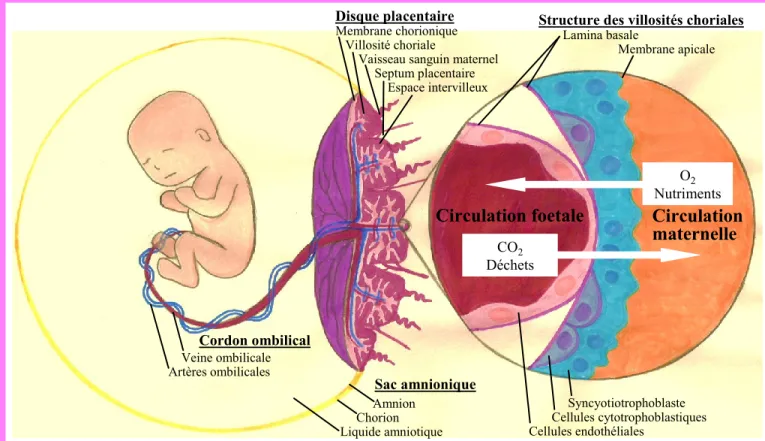 Figure  1.  Structures  et  transport  placentaires.  Le  placenta  humain  est  constitué  du 