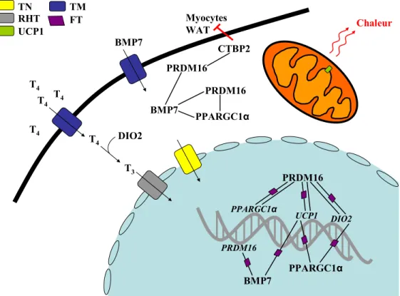 Figure 3. Interactions géniques dans un préadipocyte brun. Un modèle schématique des 