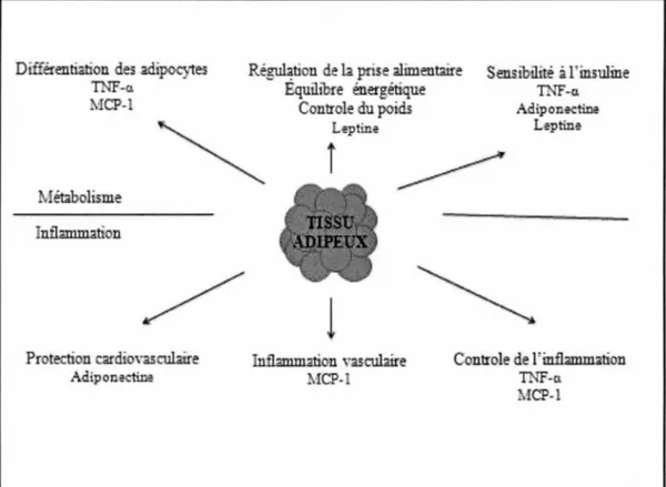 FIGURE 2 : Processus physiologiques où les cytokines sont impliquées. 