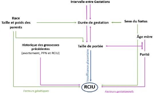 Figure 1 : Interactions entre différents facteurs de risque de RCIU 