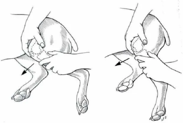 Figure VIII : Manipulation à l’examen clinique orthopédique montrant un signe du tiroir direct  positif chez un chien atteint d’une RLCC  [35]