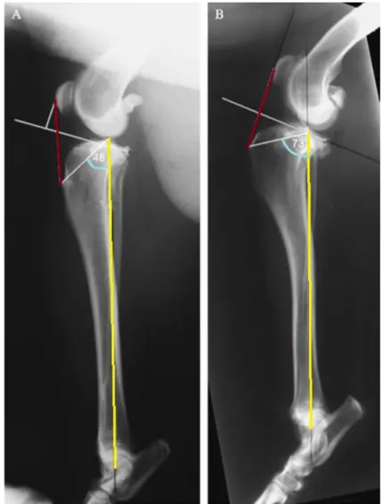 Figure XV: Radiographies de deux grassets montrant une morphologie différente du tibia  proximal : la radiographie (A) montre un angle Z de 48°, avec une orientation du ligament 