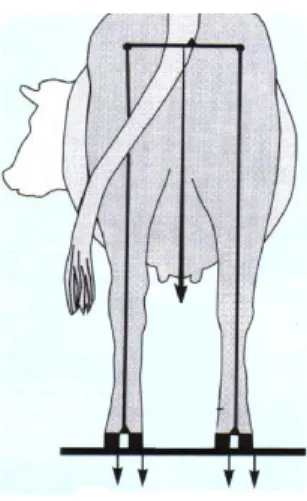 Figure 11 - Indice de locomotion des vaches. Source : Hulsen 2007 
