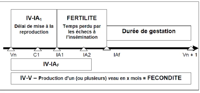 Figure 13 - Définition de la fertilité et de la fécondité sur un intervalle vêlage-vêlage (Source : Reproduction des  mammifères domestiques, collection INRAP) 