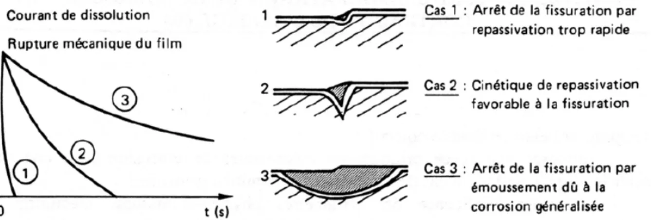 Figure  2-10 : Compétition entre vitesse de déformation en pointe de fissure et vitesse de passivation  (Staehle 1971)