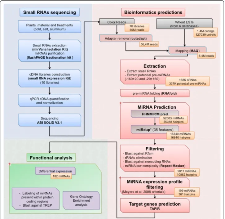 Figure 1 Overview of the wheat miRNA pipeline. The procedure is divided in three parts: producing and sequencing small RNA libraries, the bioinformatic prediction of miRNAs and functional analysis of the predicted miRNAs