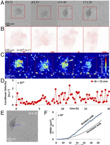 Fig. 1. Behaviors of migrating cell aggregates deposited on substrates of