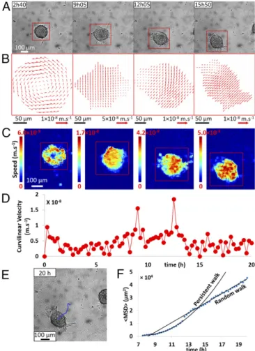 Fig. 3. Motility of an aggregate on a PAA gel (E = 10.6 kPa). (A) Observed in