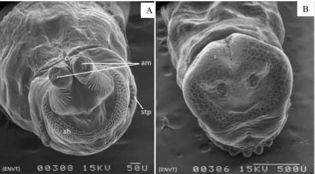 Figure 4: extrémité antérieures d’une larve au stade III de S. calcitrans. (A) détail de l’extrémité  antérieure,  (stp)  stigmates  prothoraciques,  (am)  complexe  antenno-maxillaire, (sh)  sclérite  hypostomal, (B) extrémité postérieure d’une larve au s