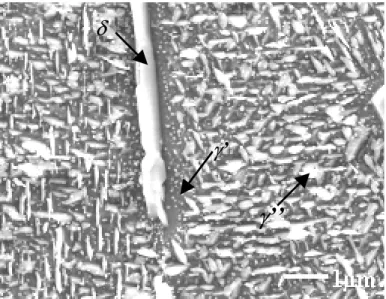 Figure 14: Zone appauvrie en  γ” au voisinage d’une plaquette de phase δ  obtenue après un traitement 