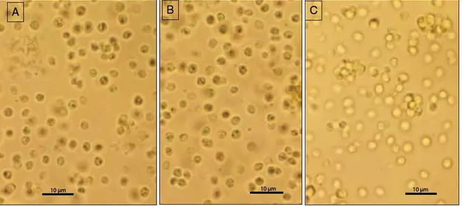Fig.  3.  Microscopie  observation  at  high  magnification  (X 1000)  of  NannocJùoropsis  oculata  cells  after supercritical CO 2  (ScCÜ2)  extraction