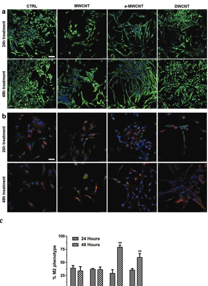 Fig. 8. a) Tubulin labeling at 24 h (upper lane) and 48 h (lower lane) in primary microglial cells exposed to CNTs