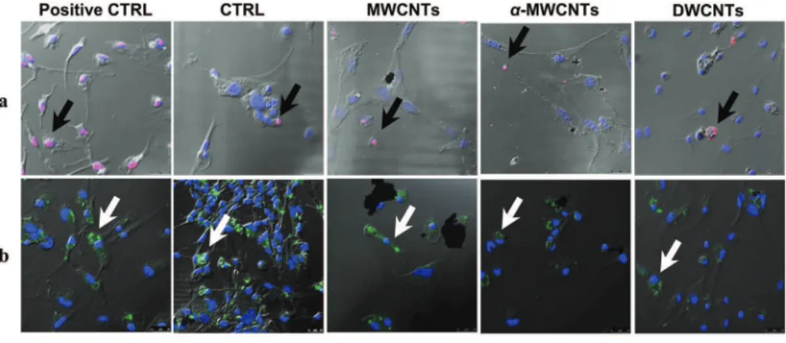 Fig. 2. a) TUNEL labeling at 48 h in primary microglial cells exposed to CNTs. Positive control was obtained by DNAse treatment of the cells