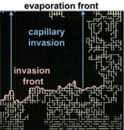 FIG. 5. Graphical representation of capillary interconnectivity. Evaporation from the top edge
