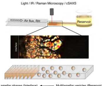 Figure 1. Schematic view of the milliﬂuidic setup, which consists of a rectangular capillary connected on one end to a reservoir of the Curosurf vesicular dispersion and exposed on its other end to an air ﬂux of controlled relative humidity (RH)