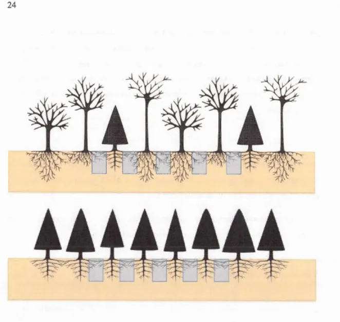 Figure 1 . 1  Belowground  stratification  in  mixed  communities  occurs  when  functionally  compatible  species  harbour  niche  complementarity  effects  and  resource  use  efficiency  such  as  nutrient/water  via  increased  below-ground  niche  dif