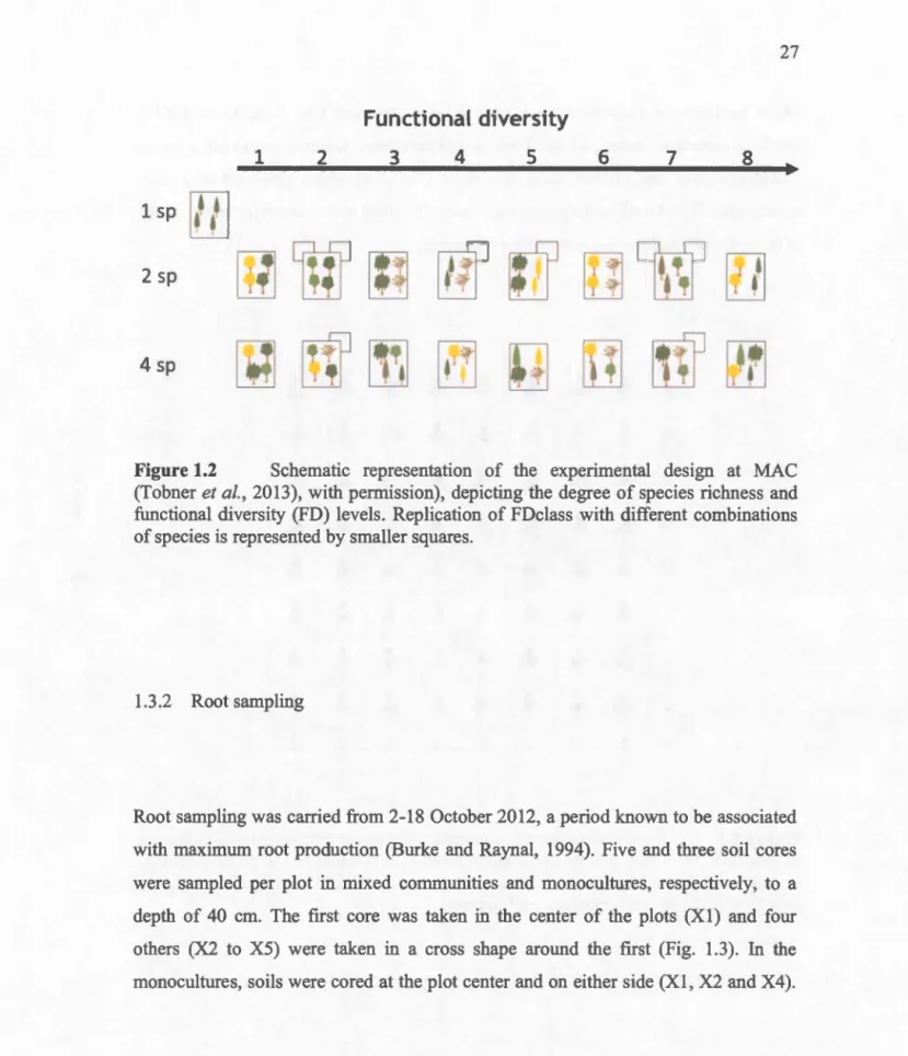 Figure 1.2  Schematic  representation  of  the  experimental  design  at  MAC 