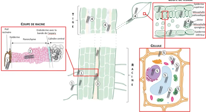 Figure 3 : Transfert et distribution des NTC dans les plantes [70]. Dans la cellule, en  bleu clair : la vacuole, en vert : les chloroplastes, en violet : le noyau avec le réticulum  endoplasmique rugueux, en orange : le réticulum endoplasmique lisse, en r