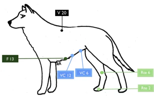 Figure 4 : Traitement de l’inactivité de la Rate par acupuncture d’après Brahimi,  appliqué au chien (21, 147) 