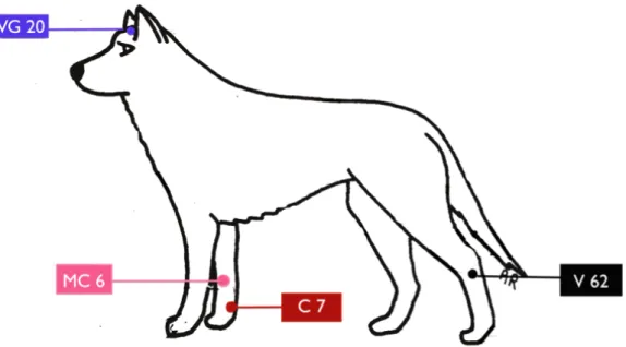 Figure 8 : Traitement de la dépression par acupuncture d’après Warren Faydi,  appliqué au chien (219, 147) 