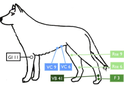 Figure 13 : Traitement de la stase de Sang et la stagnation du Qi par acupuncture  d’après Brahimi appliqué au chien (21, 147) 
