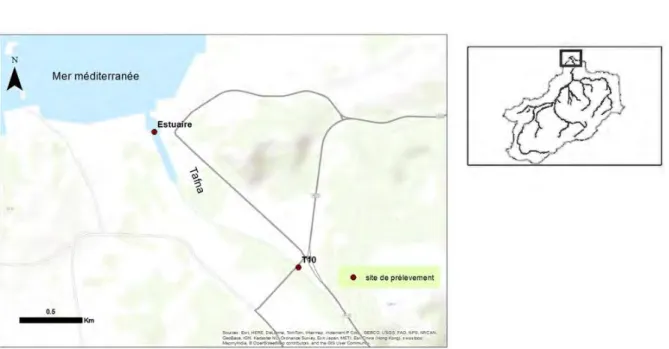 Figure 25. Localisation de l’estuaire de la Tafna et présentation des deux sites de  prélèvement (T10 et Estuaire)  
