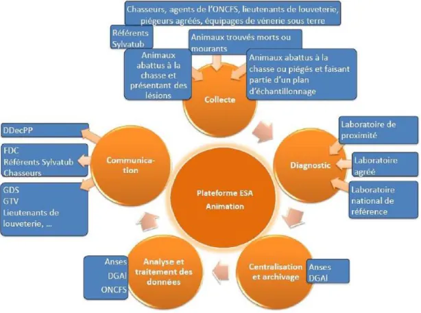 Figure 2 - Organigramme de Sylvatub. (Source : Rivière, 2016) 