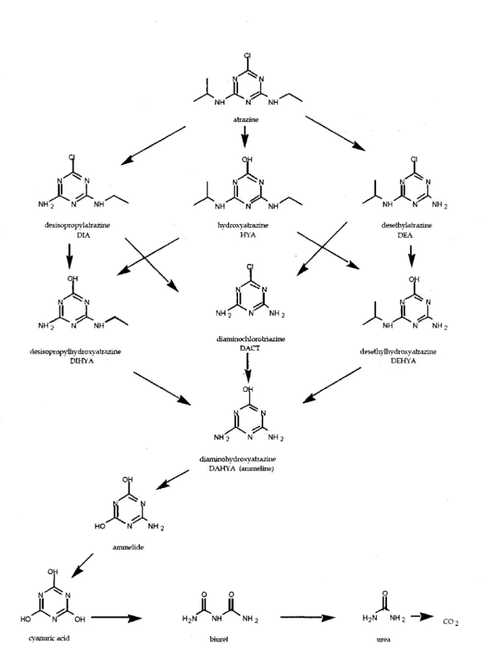 Figure 6 - Voie de degradation de l'atrazine suggere par le Existing Chemicals Review  Program (1997) 