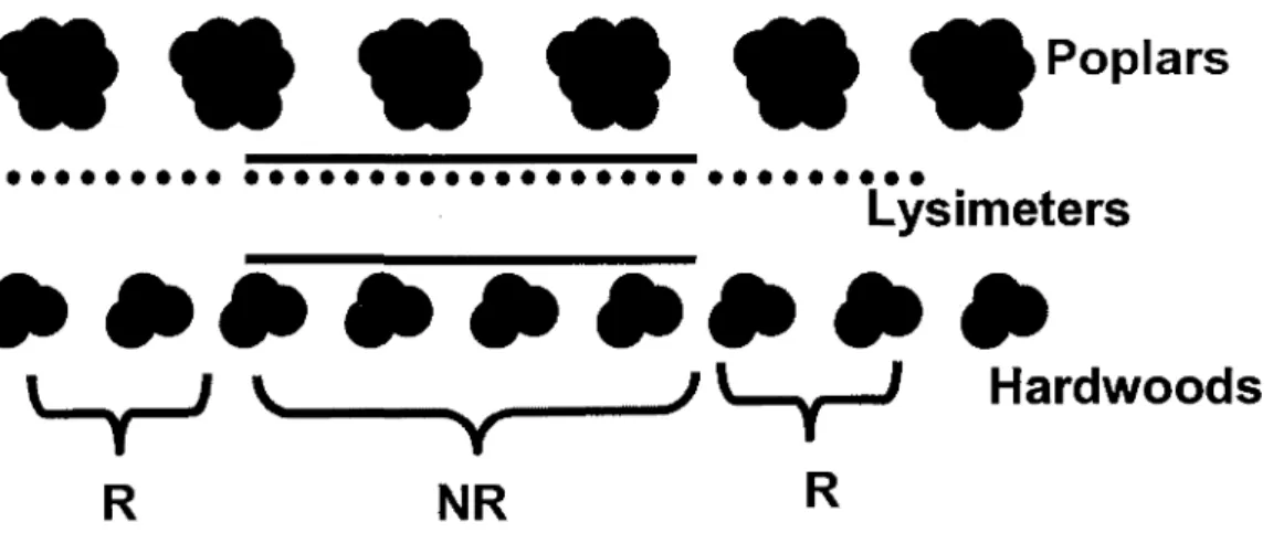 Fig. 4: Schematic overhead view of the study site showing the trenches (lines) in the  midsection that were used to create a rootless zone for lysimeters (dots); R = roots treatment,  NR = no roots treatment