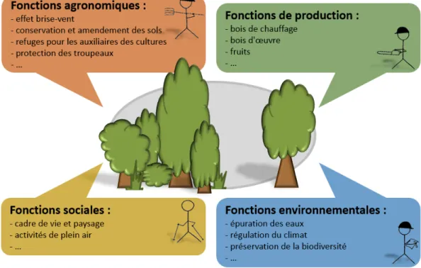 Figure 3 : Les fonctions des espaces arborés sont multiples et concernent différents acteurs et  activités des territoires agricoles