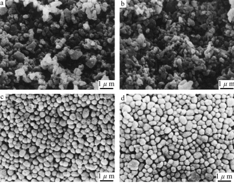 Figure II.10 : The SEM micrographs for the compacts with elongated shape alumina (a) and (b), and spherical shape of alumina particles (c) and (d).