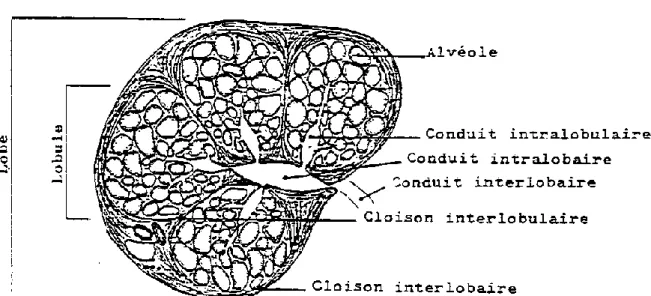 Figure 4 : Lobes, lobules et alvéoles mammaires. (Pavaux 2001) 