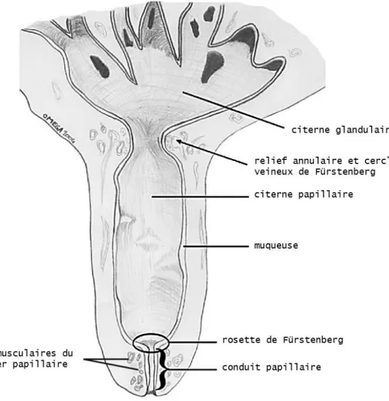 Figure 6 : Anatomie du trayon. (Couture et Mulon 2005) 